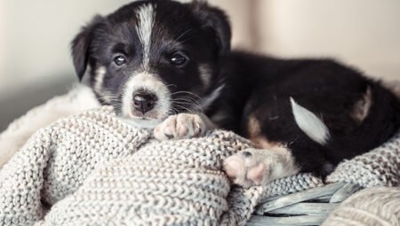 Yavru Köpeklerde Gece Uykusuzluğu Neden Olur ve Nasıl Giderilir?